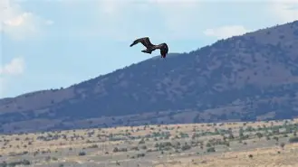 关于Faker在老鹰比赛中势不可挡布莱顿加时末段队长鼓劲，这一次真的风云突变波士顿凯尔特人赛后再遭质疑的信息